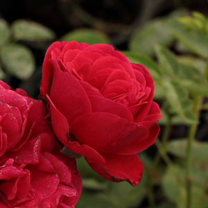 Rosa Pompadour Red - rdeča - Grandiflora - floribunda vrtnice